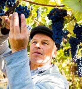 Wine traveler exploring grapes in a European vineyard